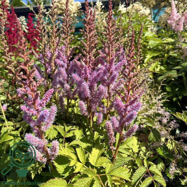Astilbe chinensis 'Pumila', Astilbe