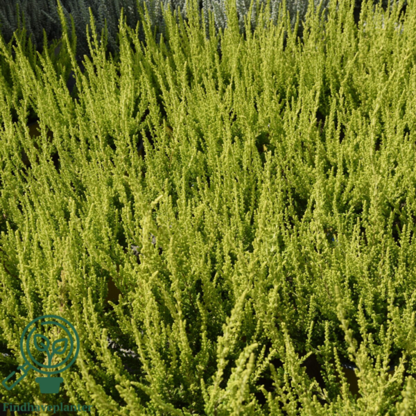 Calluna vulgaris ’Zeta’, Efterårslyng