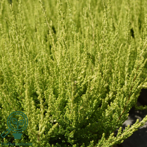 Calluna vulgaris ’Zeta’, Efterårslyng