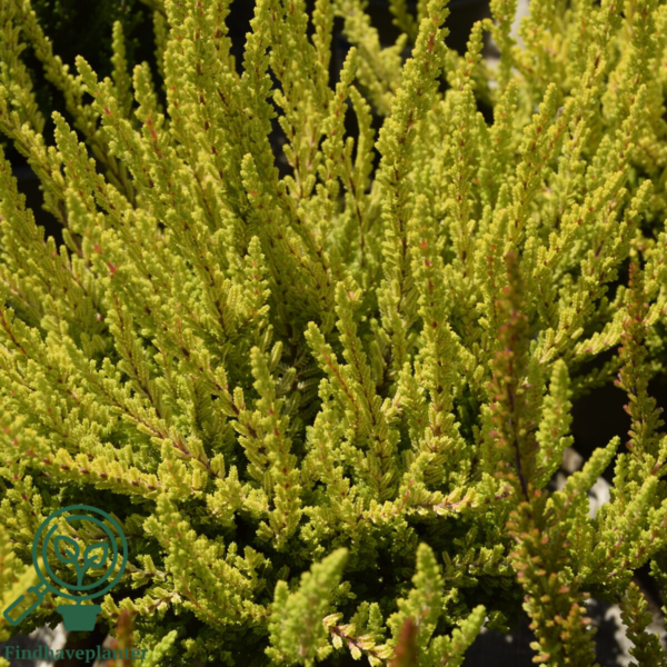 Calluna vulgaris ’Zoe’, Efterårslyng