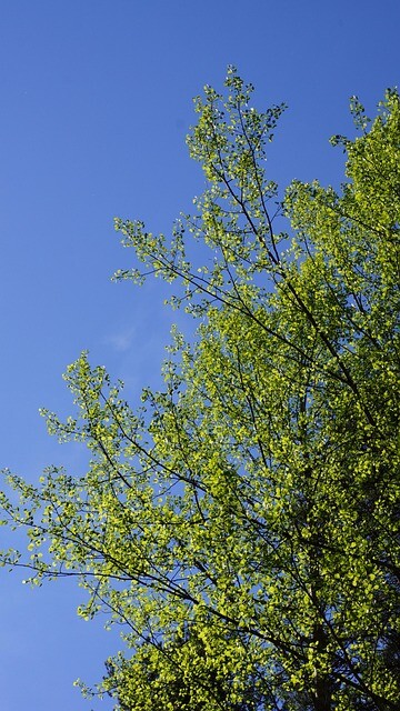 Populus tremula, Bævreasp