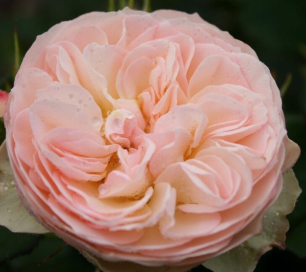 Rosa 'Pastella®'