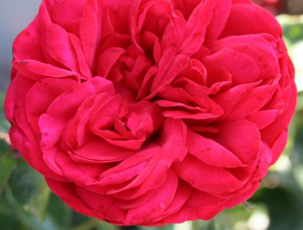 Rosa 'Piano'