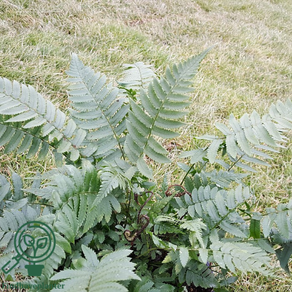 Dryopteris atrata