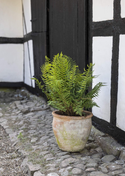 Dryopteris atrata