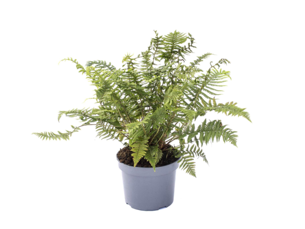 Dryopteris atrata