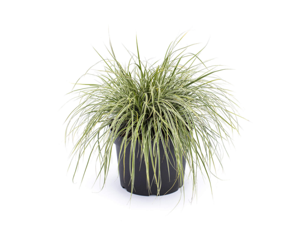 Carex morrowii 'Variegata''