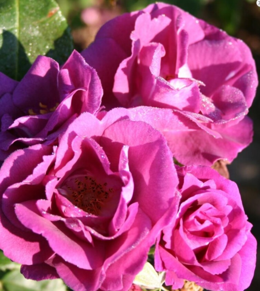 Rosa 'Rhapsody in Blue®' (Frantasia)