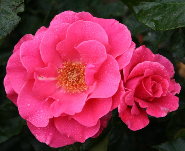 Rosa 'Romanze®' (Tanezamor)