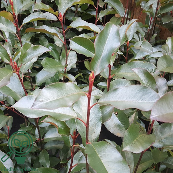 Photinia fraseri 'Red Robin'