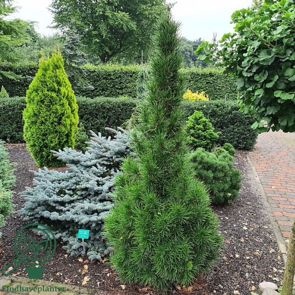 Sciadopitys verticillata