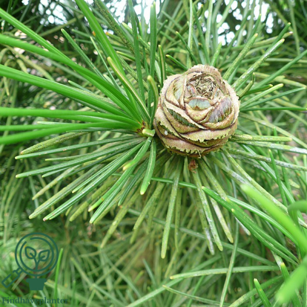 Sciadopitys verticillata