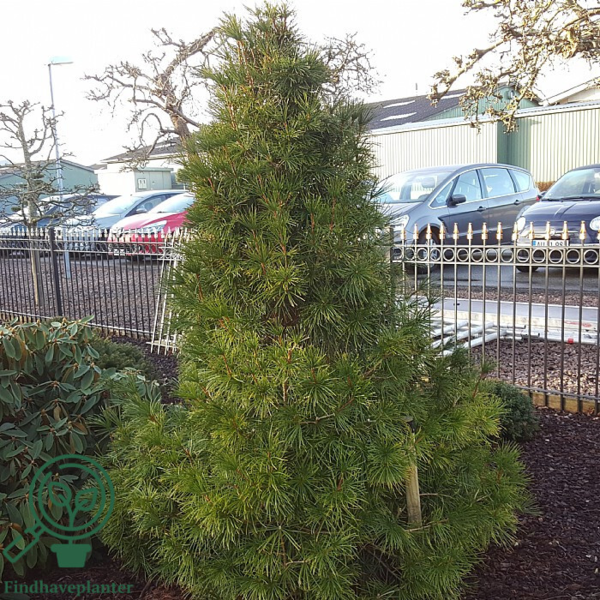 Sciadopitys verticillata