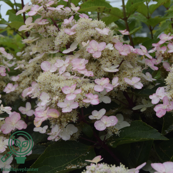 Hydrangea paniculata 'Early Harry', Have-hortensia