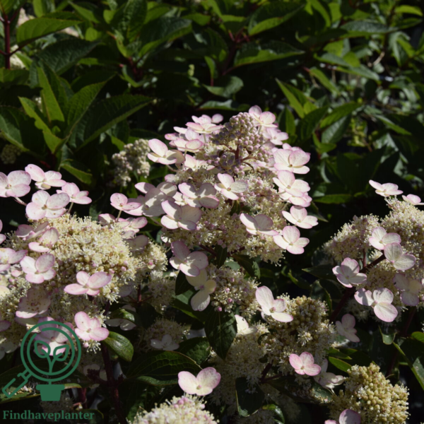 Hydrangea paniculata 'Early Harry', Have-hortensia