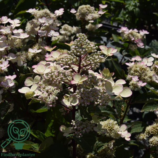 Hydrangea paniculata 'Early Harry', Have-hortensia