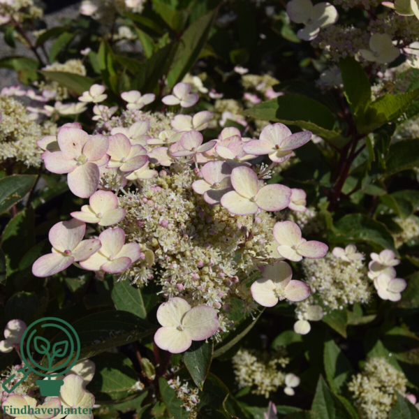 Hydrangea paniculata 'Early Harry', Have-hortensia
