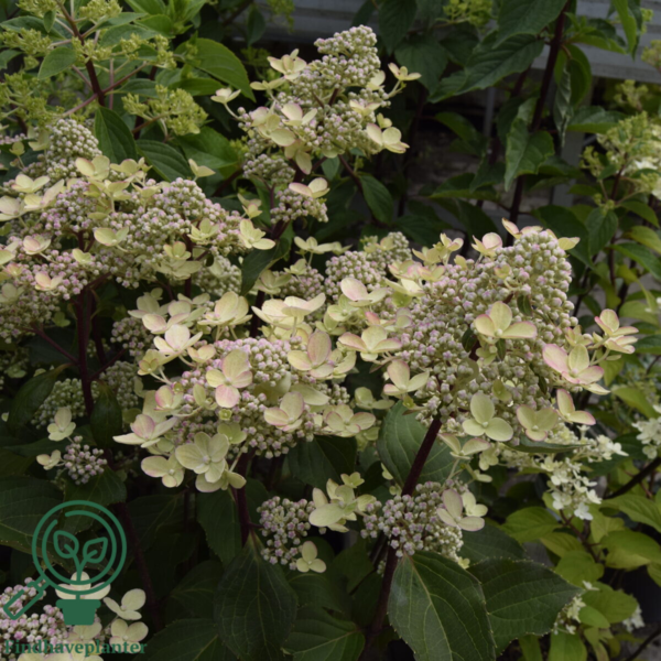 Hydrangea paniculata 'Early Harry', Have-hortensia