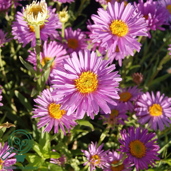 Aster alpinus 'Happy End', Aster