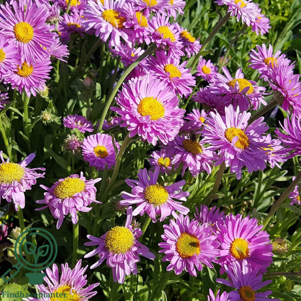 Aster alpinus 'Happy End', Aster