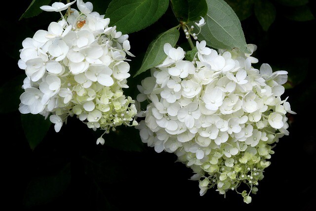 Hydrangea paniculata 'Whitelight', Have-hortensia