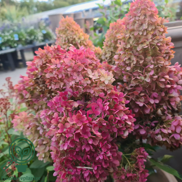 Hydrangea paniculata 'Redlight', Have-hortensia