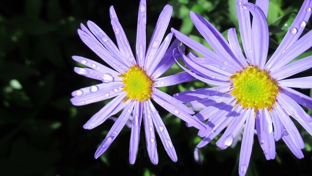 Aster dumosus 'Mittelmeer', Aster