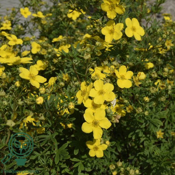 Potentilla fru.’Goldfinger’, Buskpotentil (barrods)