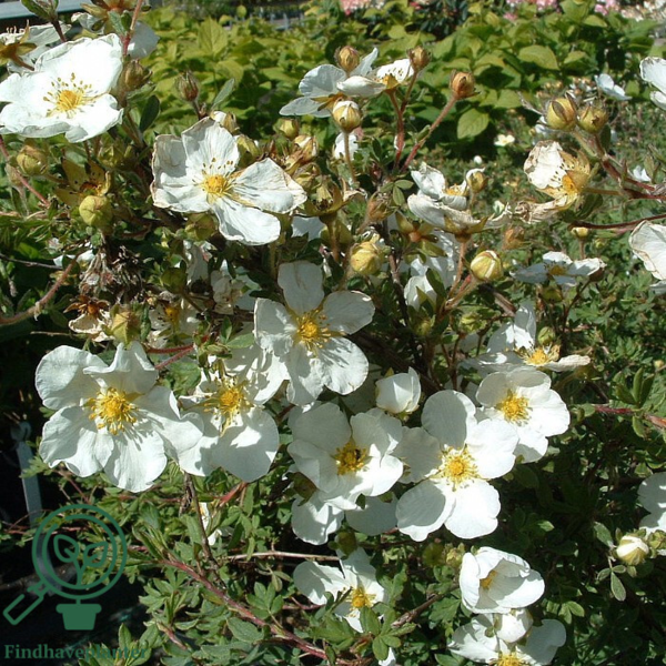 Potentilla fru. 'Abbotswood', Hvid potentil (baroods)