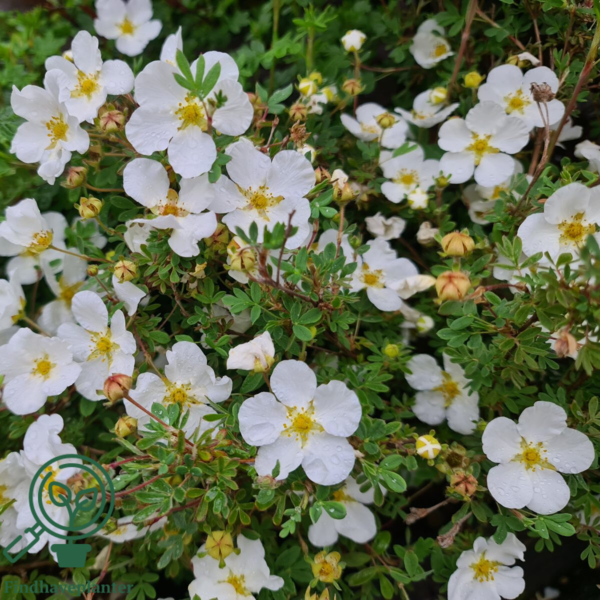 Potentilla fru. 'Abbotswood', Hvid potentil (baroods)