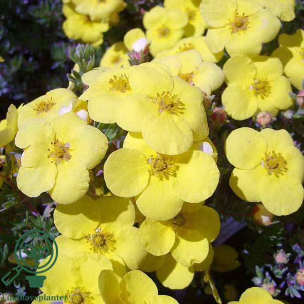 Potentilla fru. ’Kobold’, Buskpotentil (barrods)