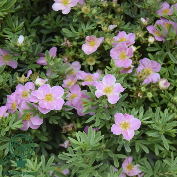 Potentilla fru. ’Lovely Pink’, Buskpotentil (barrods)