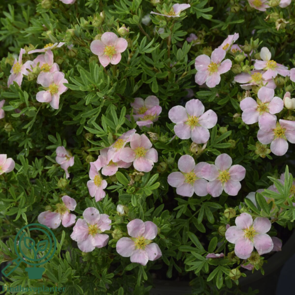 Potentilla fru. ’Lovely Pink’, Buskpotentil (barrods)