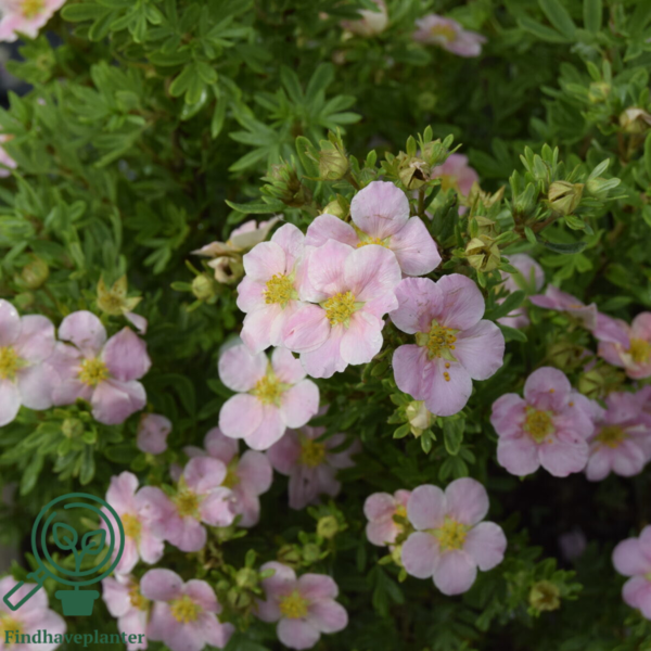 Potentilla fru. ’Lovely Pink’, Buskpotentil (barrods)