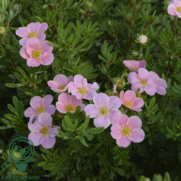 Potentilla fru. ’Lovely Pink’, Buskpotentil (barrods)