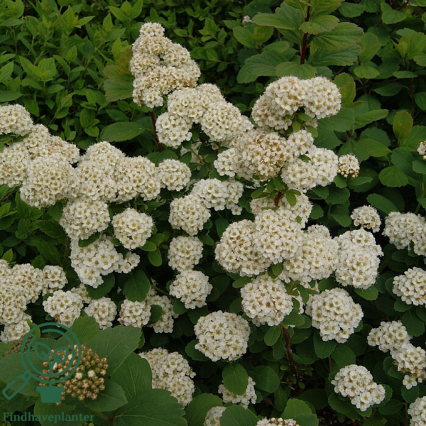 Spiraea betulifolia, Birkebladet spiræa (barrods)