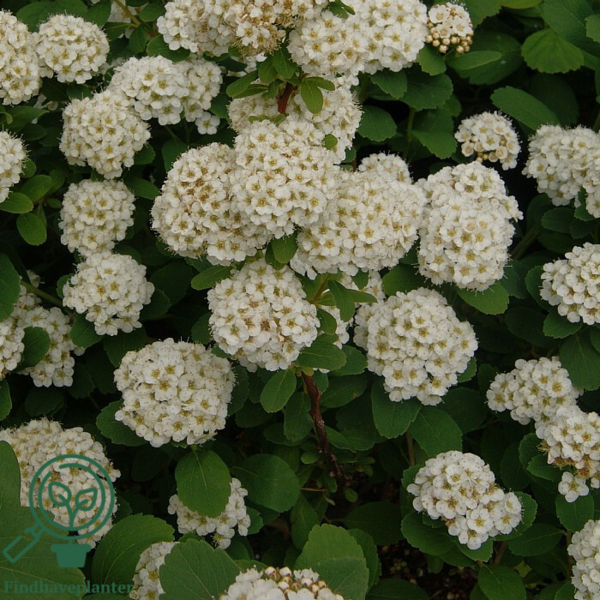 Spiraea betulifolia, Birkebladet spiræa (barrods)