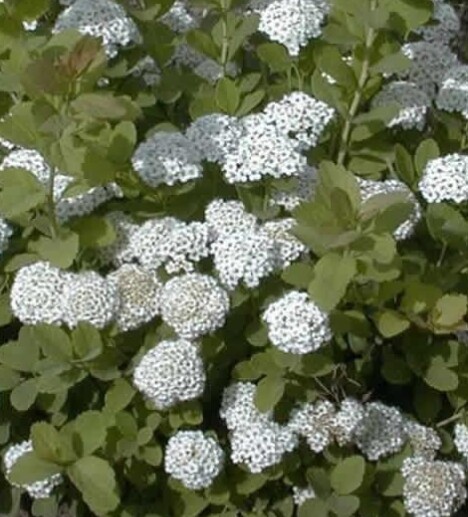 Spiraea betulifolia, Birkebladet spiræa (barrods)