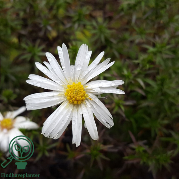 Aster dumosus 'Kristina', Aster