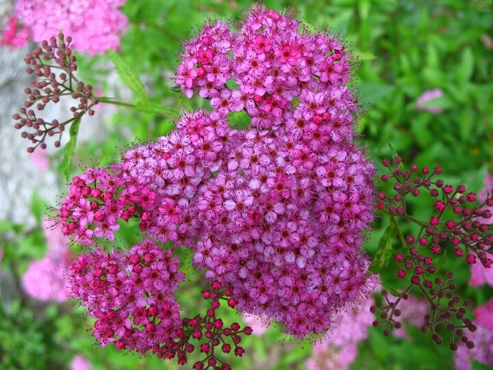 Spiraea jap. ’Anthony Waterer’, Japansk spiræa (baroods)