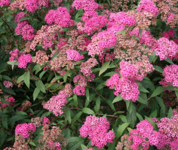 Spiraea jap. ’Anthony Waterer’, Japansk spiræa (baroods)