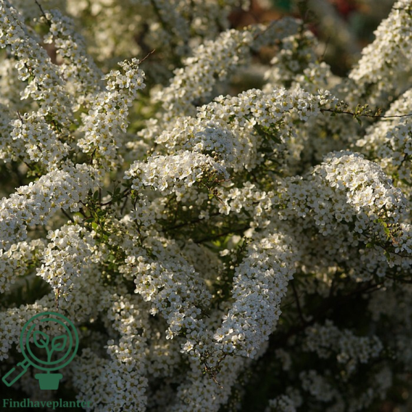 Spiraea cinerea ’Grefsheim’, Snedrivebusk (barrods)