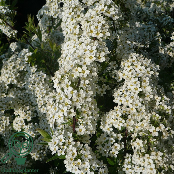 Spiraea cinerea ’Grefsheim’, Snedrivebusk (barrods)