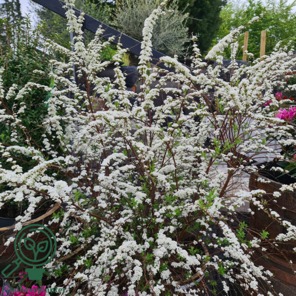 Spiraea cinerea ’Grefsheim’, Snedrivebusk (barrods)