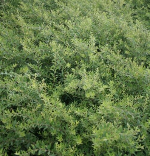 Spiraea cinerea ’Grefsheim’, Snedrivebusk (barrods)