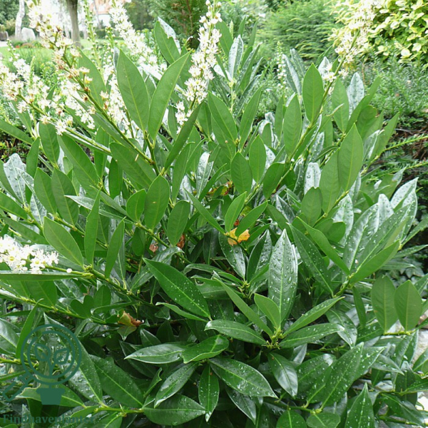 Prunus laur. 'Otto Luyken', Kirsebærlaurbær (barrods)