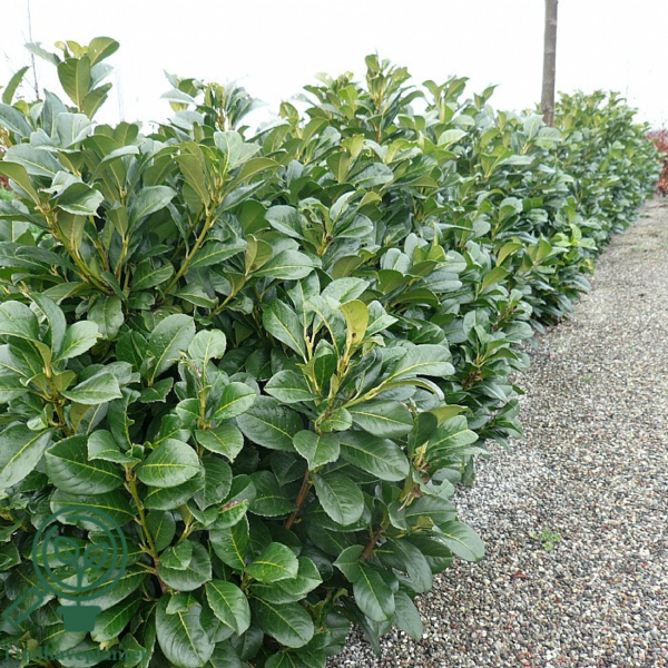 Prunus laur. 'Etna',  Kirsebærlaurbær (barrods)