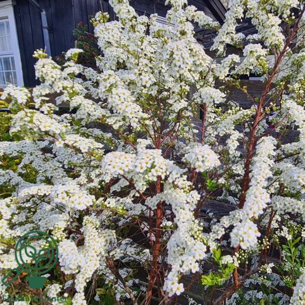 Spiraea arguta, Snedrivebusk (barrods)