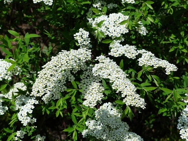 Spiraea arguta, Snedrivebusk (barrods)