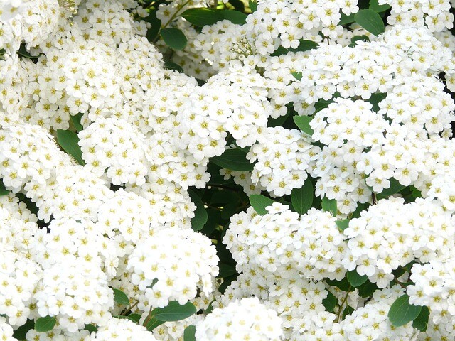 Spiraea betulifolia 'Tor', Birkebladet spiræa (barrods)